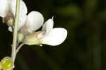 Spiked wild indigo